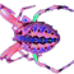 spider-s.png